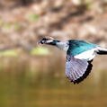 Green Pygmy Goose (Nettapus pulchellus)