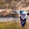 Green Pygmy Goose (Nettapus pulchellus)