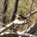Black-throated Finch