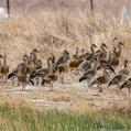 Plumed Whistling Duck (Dendrocygna eytoni)