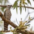 Little Bronze Cuckoo (Chrysococcyx minutillus)