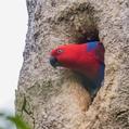 Eclectus Parrot (Eclectus roratus)