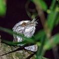 Marbled Frogmouth (Podargus ocellatus)