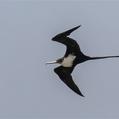 Great Frigatebird (Fregata minor)