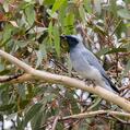 Black-faced Cuckooshrike (Coracina novaehollandiae)