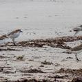Red-capped Plover (Charadrius ruficapillus)