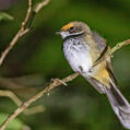 Rufous Fantail (Rhipidura rufifrons)