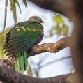 Wompoo Fruit Dove (Ptilinopus magnificus)