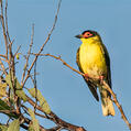 Australasian Figbird (Sphecotheres vieilloti)