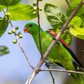 Red-winged Parrot (Aprosmictus erythropterus)