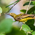 Green Oriole (Oriolus flavocinctus)