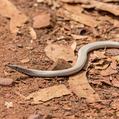 Burton's Snake-lizard, Burton's Legless Lizard (Lialis burtonis)