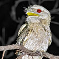 Papuan Frogmouth (Podargus papuensis)