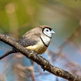 Double-barred Finch (Taeniopygia bichenovii)