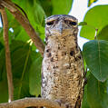 Papuan Frogmouth (Podargus papuensis)