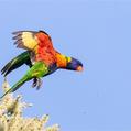Rainbow Lorikeet (Trichoglossus moluccanus)