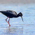 Black Stilt (Himantopus novaezelandiae)