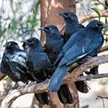 White-winged Chough (Corcorax melanorhamphos)