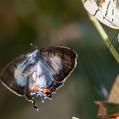 Imperial Hairstreak (Jalmenus evagoras)
