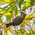 Whiskered Yuhina (Yuhina flavicollis)