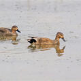 Gadwall (Mareca strepera)