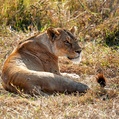 Lion (Panthera leo)