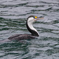 Australian Pied Cormorant (Phalacrocorax varius)
