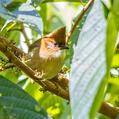 White-naped Yuhina (Yuhina bakeri)