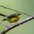 Yellow-bellied Fantail (Chelidorhynx hypoxanthus)