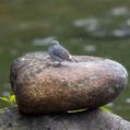 Plumbeous Water Redstart (Phoenicurus fuliginosus)