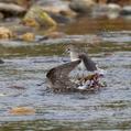 Green Sandpiper (Tringa ochropus)
