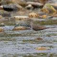 Green Sandpiper (Tringa ochropus)