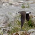 Green Sandpiper (Tringa ochropus)