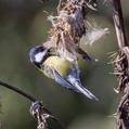 Green-backed Tit (Parus monticolus)
