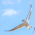 Black-shouldered Kite (Elanus axillaris)