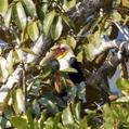 Wreathed Hornbill (Rhyticeros undulatus)