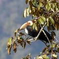 Wreathed Hornbill (Rhyticeros undulatus)