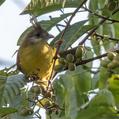 White-throated Bulbul (Alophoixus flaveolus)