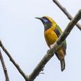 Orange-bellied Leafbird (Chloropsis hardwickii)