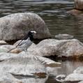 White Wagtail (Motacilla alba)