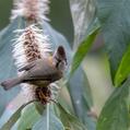 Whiskered Yuhina (Yuhina flavicollis)