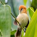 Pale-billed Parrotbill (Chleuasicus atrosuperciliaris)