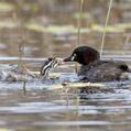 Australasian Grebe (Tachybaptus novaehollandiae)