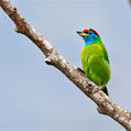 Blue-throated Barbet (Psilopogon asiaticus)