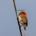Rufous-headed Parrotbill (Psittiparus bakeri)