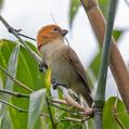 Rufous-headed Parrotbill (Psittiparus bakeri)