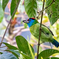 Blue-throated Barbet (Psilopogon asiaticus)