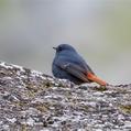 Plumbeous Water Redstart (Phoenicurus fuliginosus)