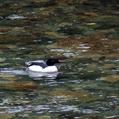 Common Merganser (Mergus merganser)