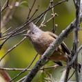 Stripe-throated Yuhina (Yuhina gularis)